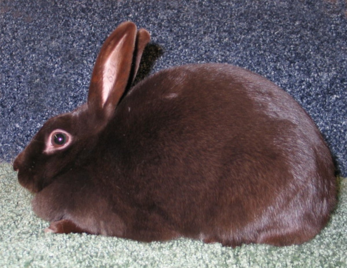 Гавана (порода кроликов)