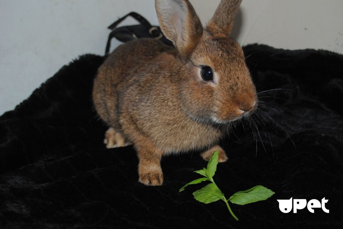 Декоративный кролик коричневый