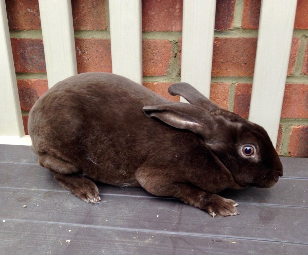 Кролик рекс Гавана