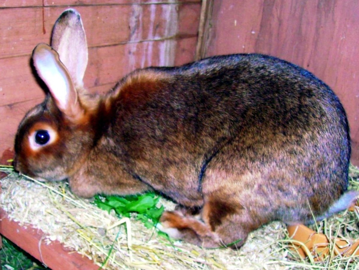 Кролик сатин