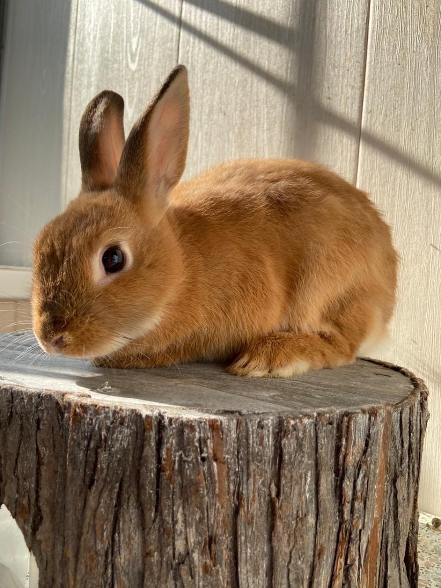 Кролик породы белка