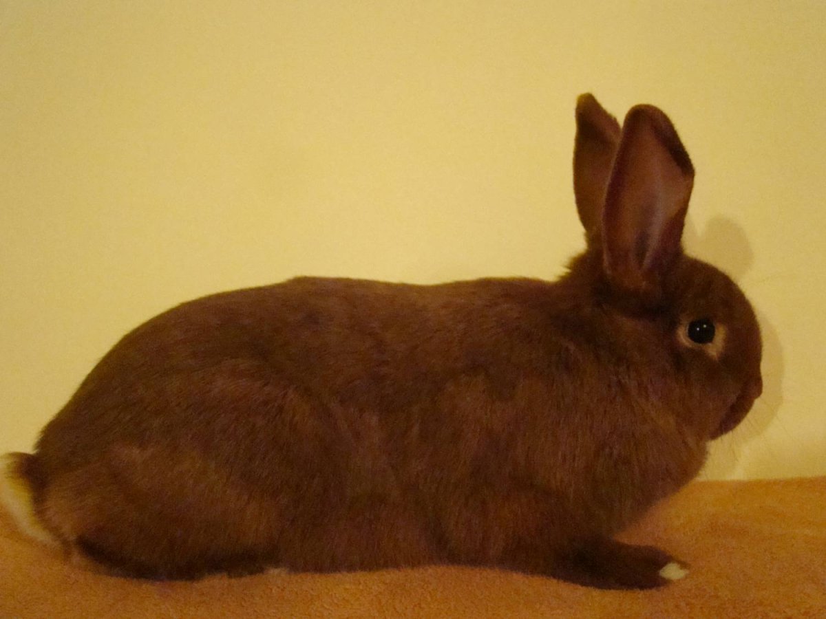 Коричневые кролики породы
