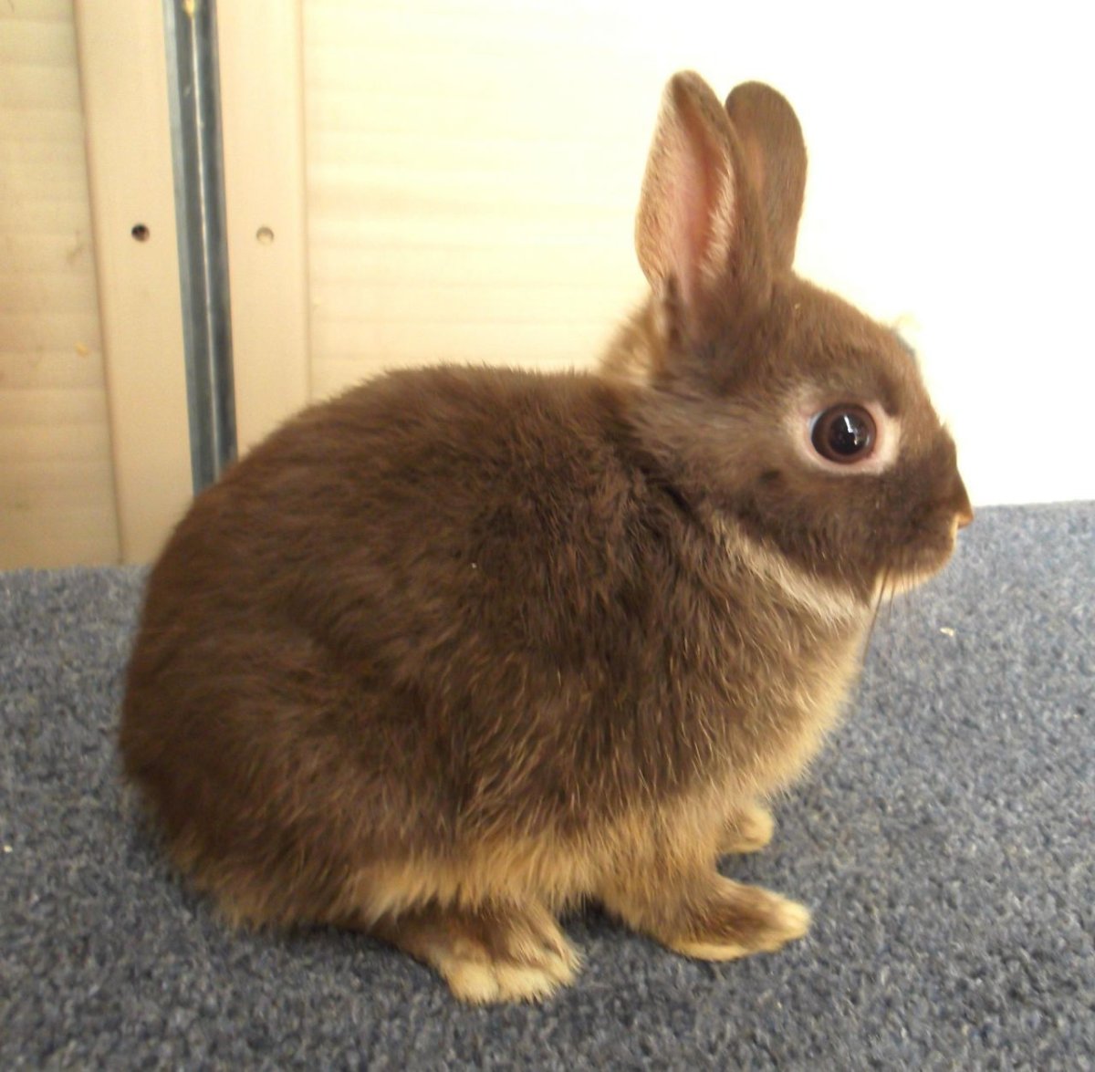 Карликовый кролик коричневый