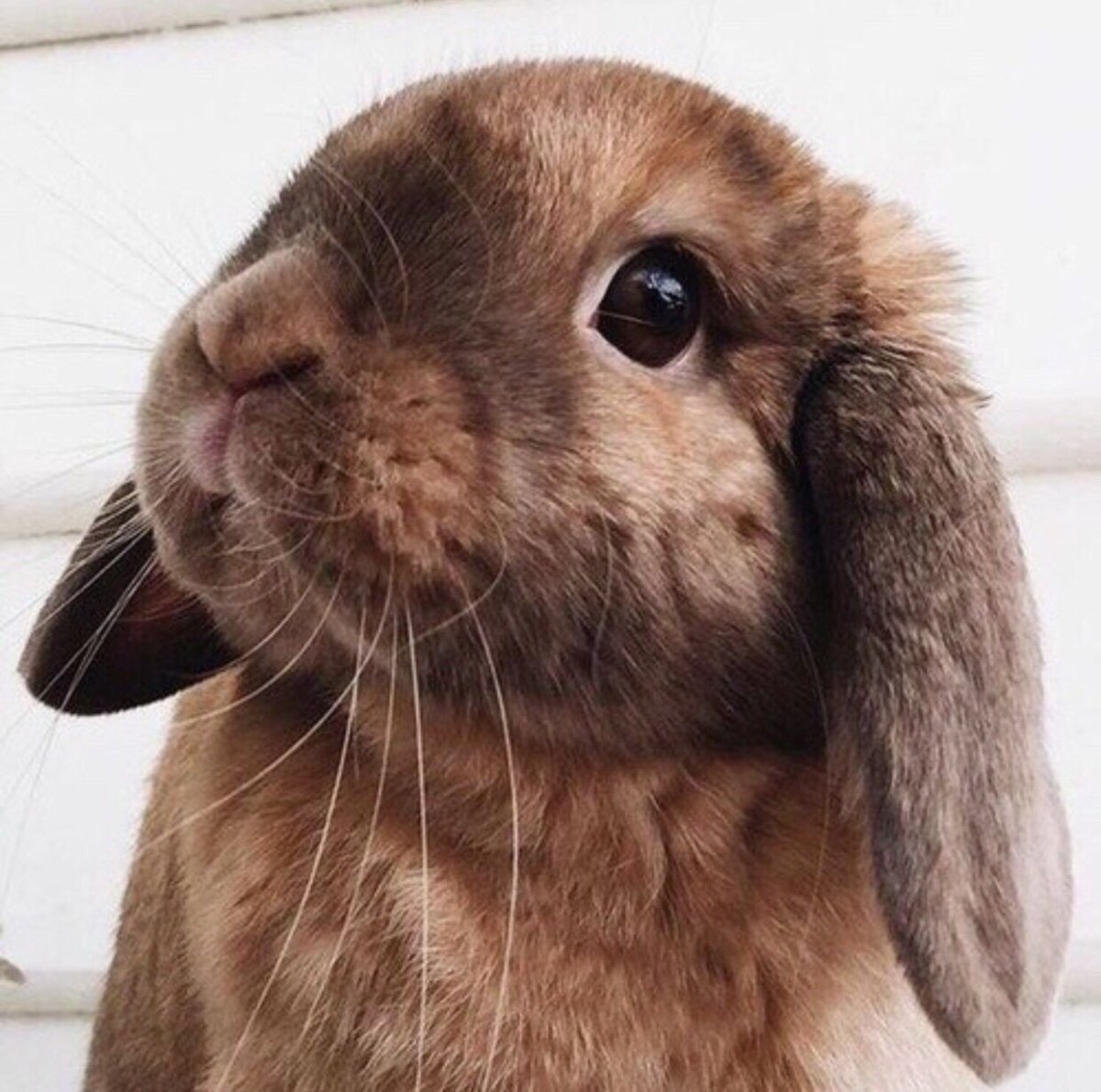 Английский вислоухий кролик