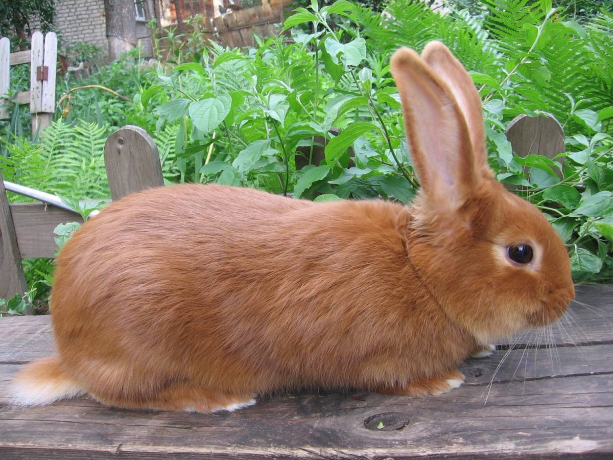 Новозеландский красный кролик