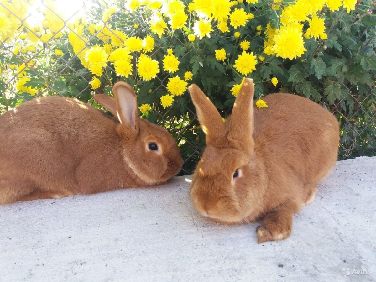 Рыжий кролик порода