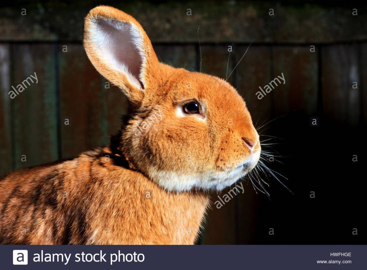 Лицо кролика