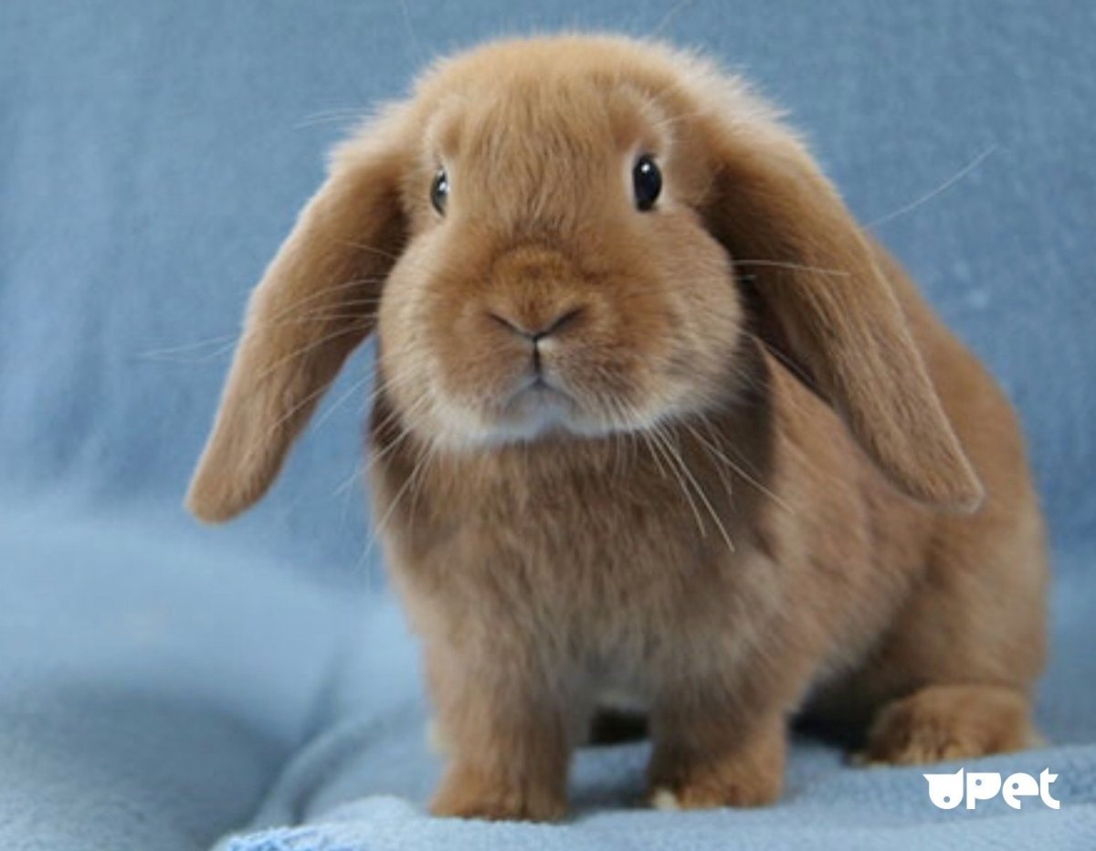 Голландский вислоухий кролик