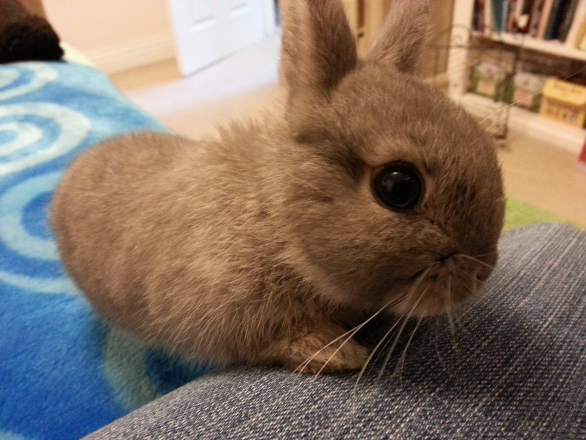 Кролик Пигмей коричневый