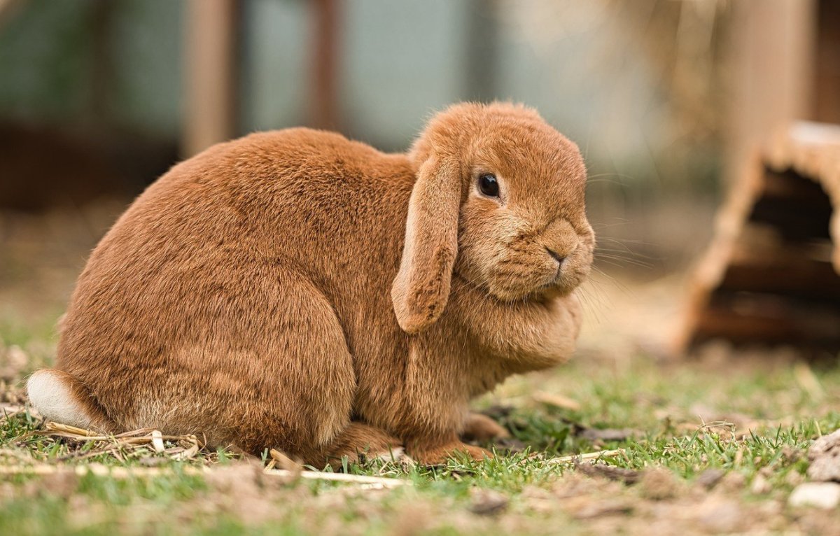 Коричневый кролик
