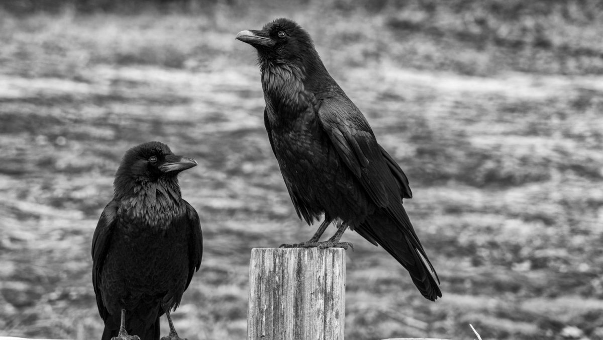 Ворона картинка
