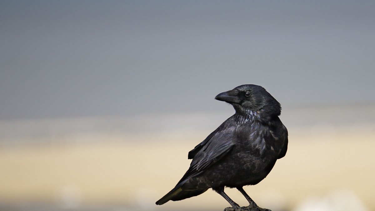 Ворон обои