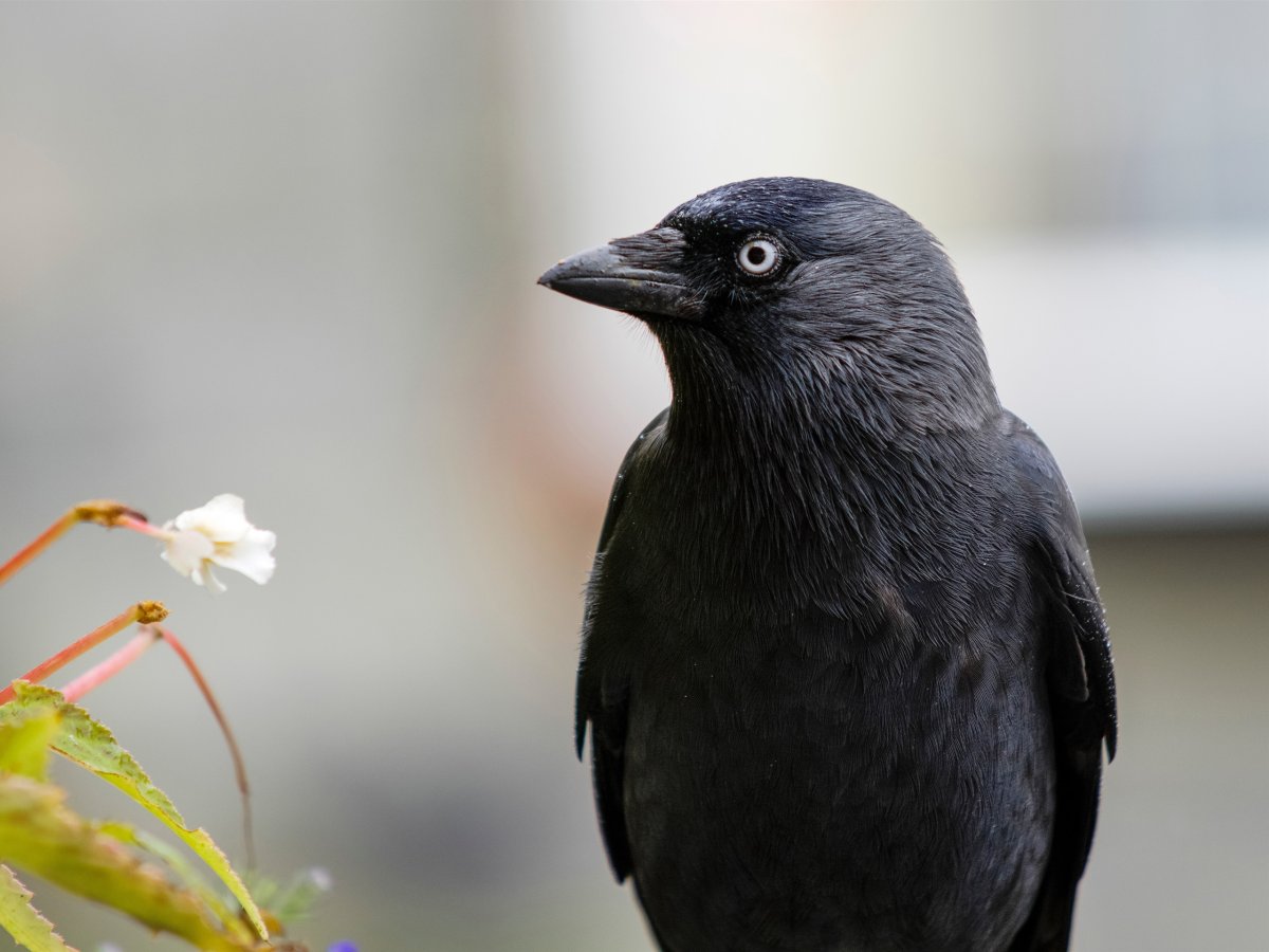 Черная Галка