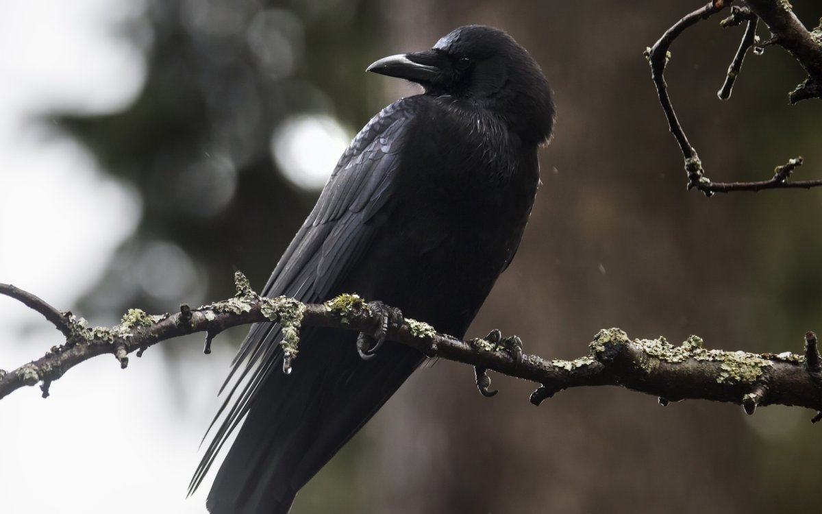 Королевский ворон Коракс