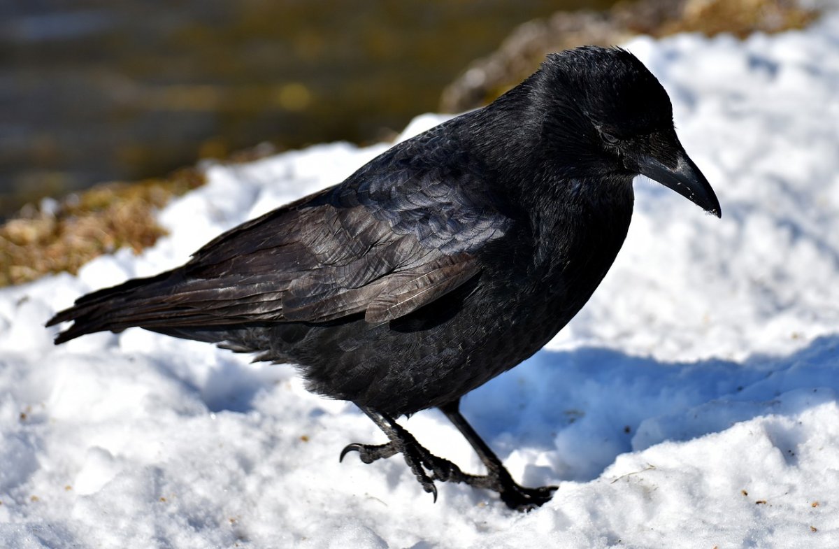 Зимующие птицы Забайкалья ворона