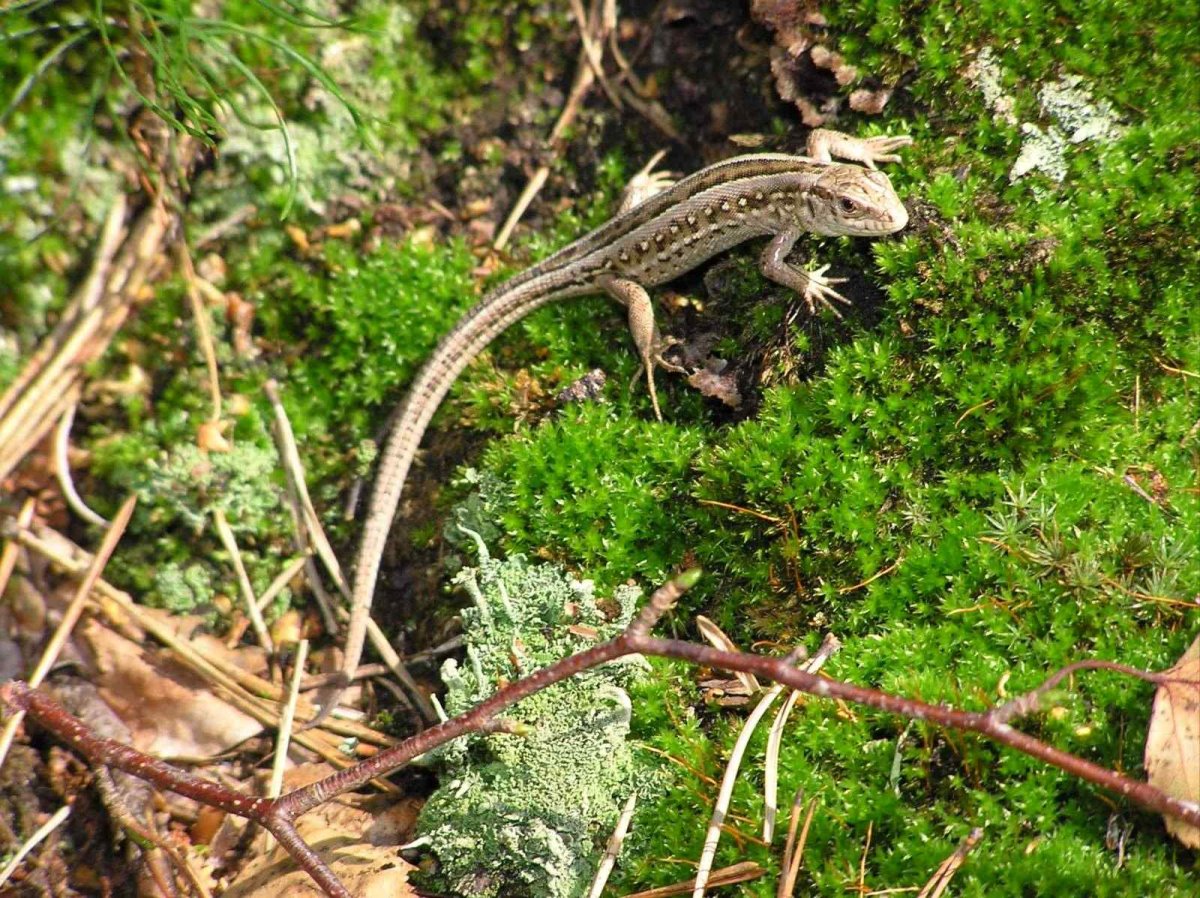 Ящерка в лесу