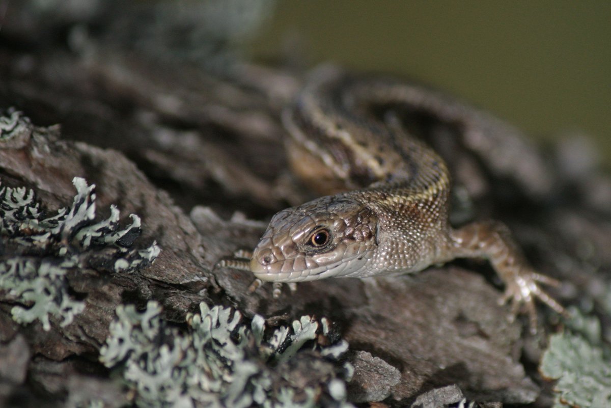 Байкальский заповедник живородящая ящерица