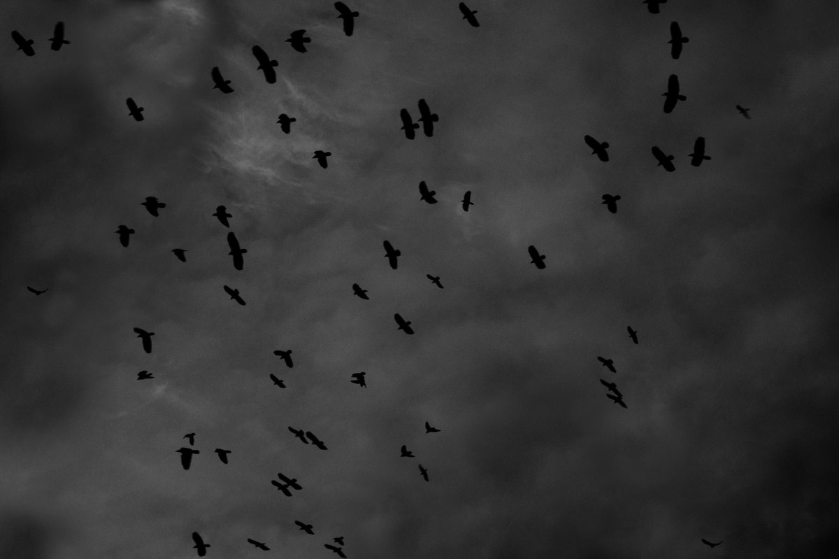 Темное небо с птицами