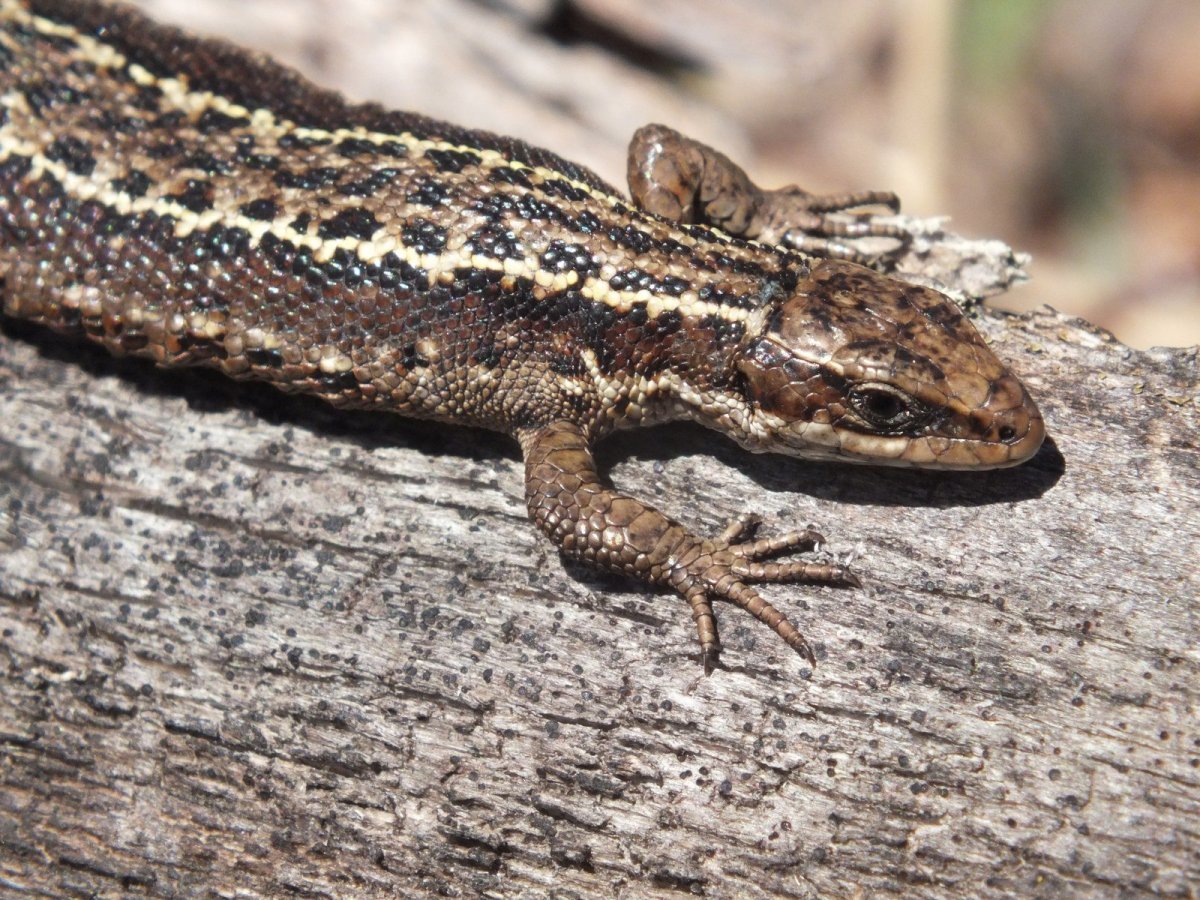 Живородящая ящерица (Lacerta vivipara)