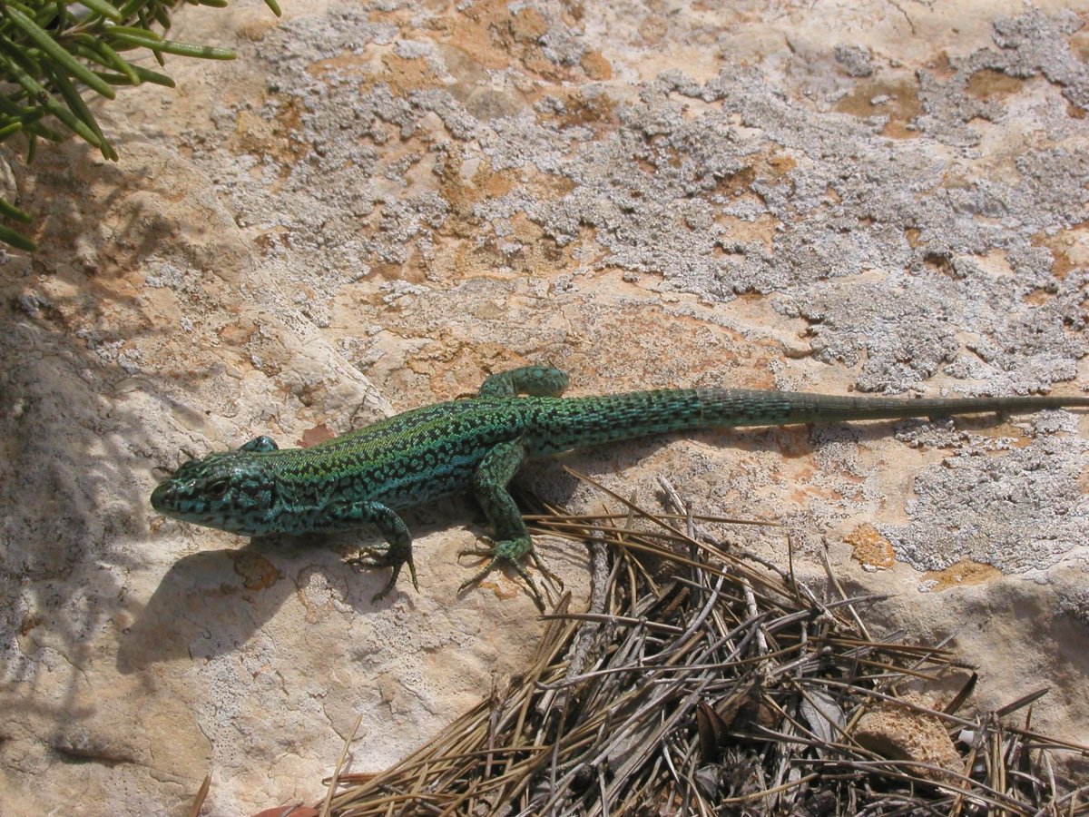 Ящерка в террариуме