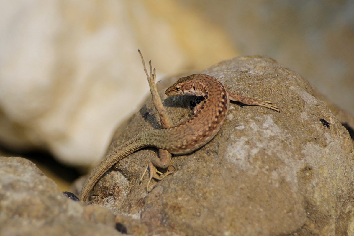 Ящерица Скальная (Darevskia Saxicola)