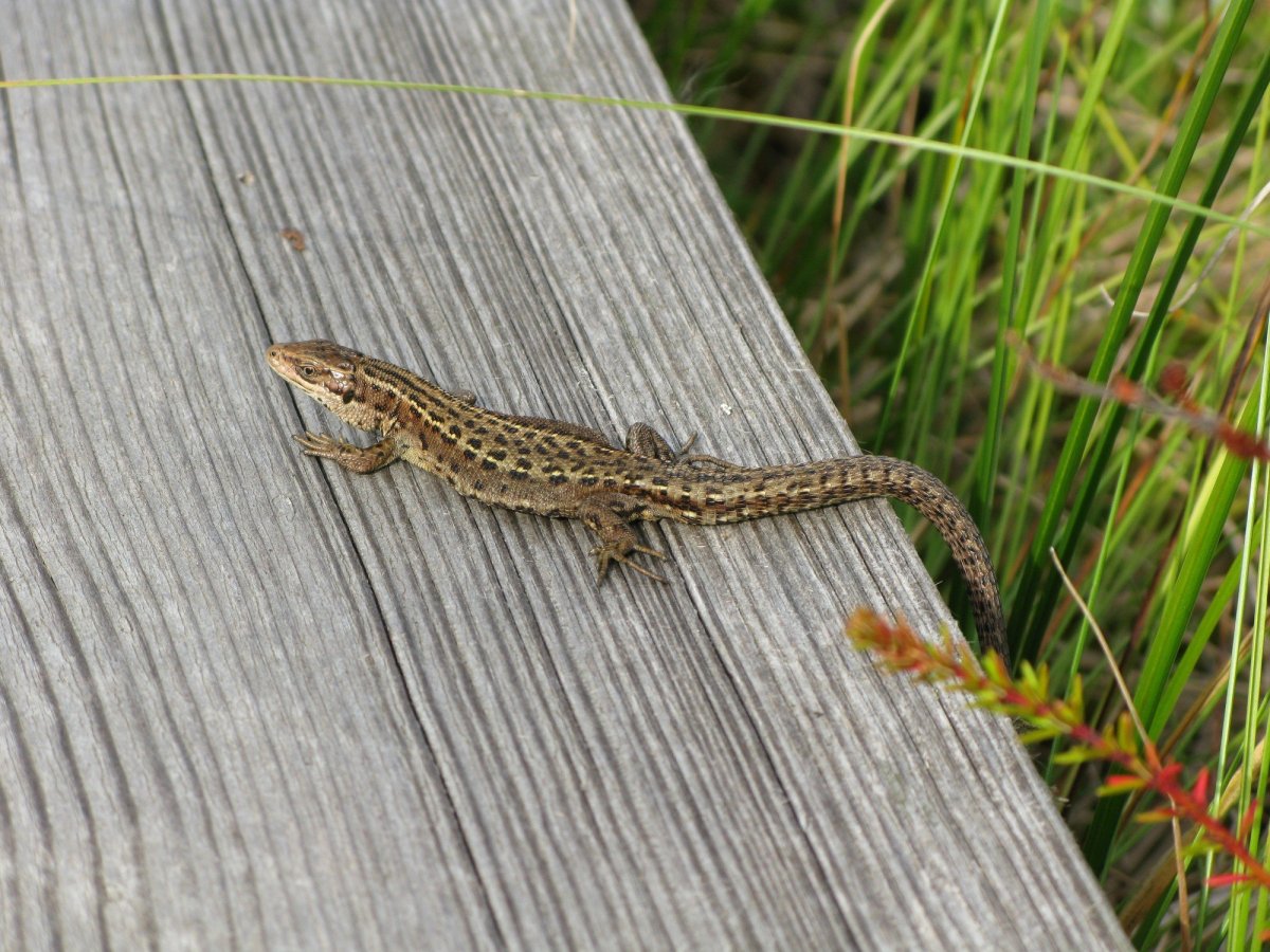 Ящерица живородящая в Кемеровской области