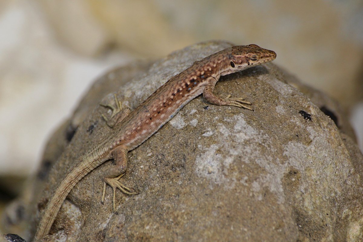 Darevskia daghestanica