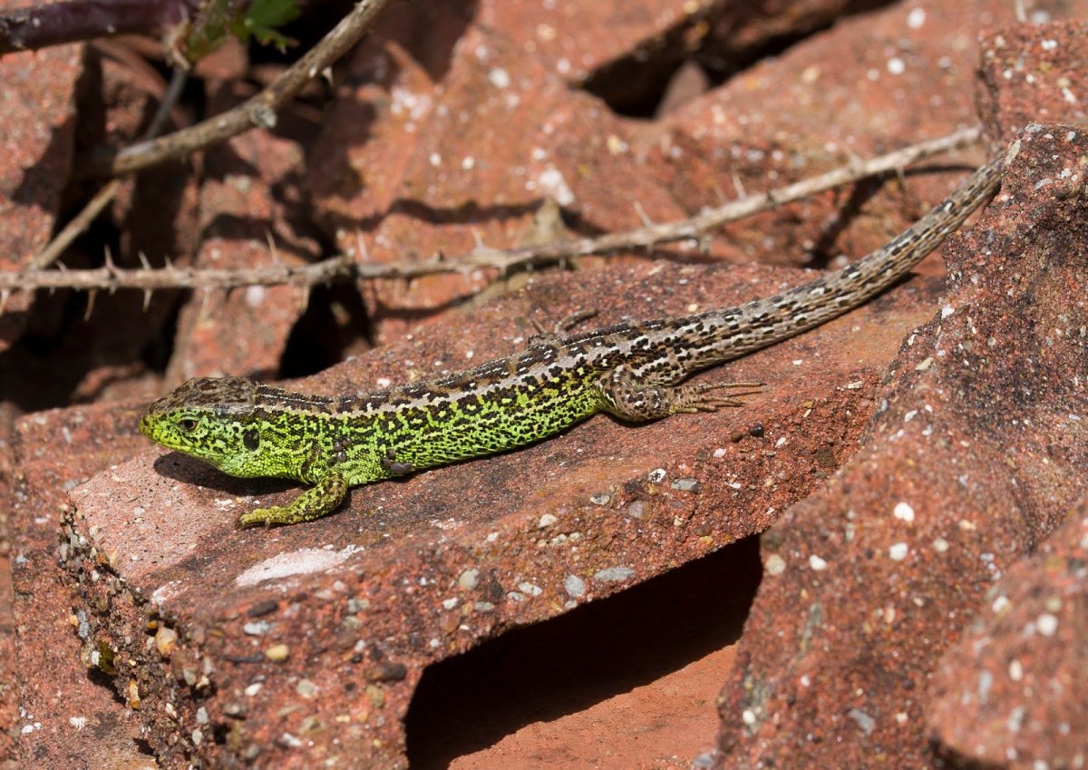 Прыткая ящерица самка