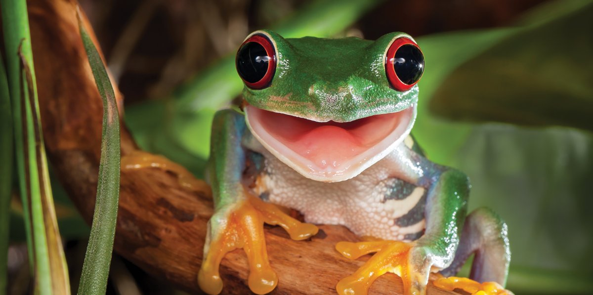 Улыбка лягушки