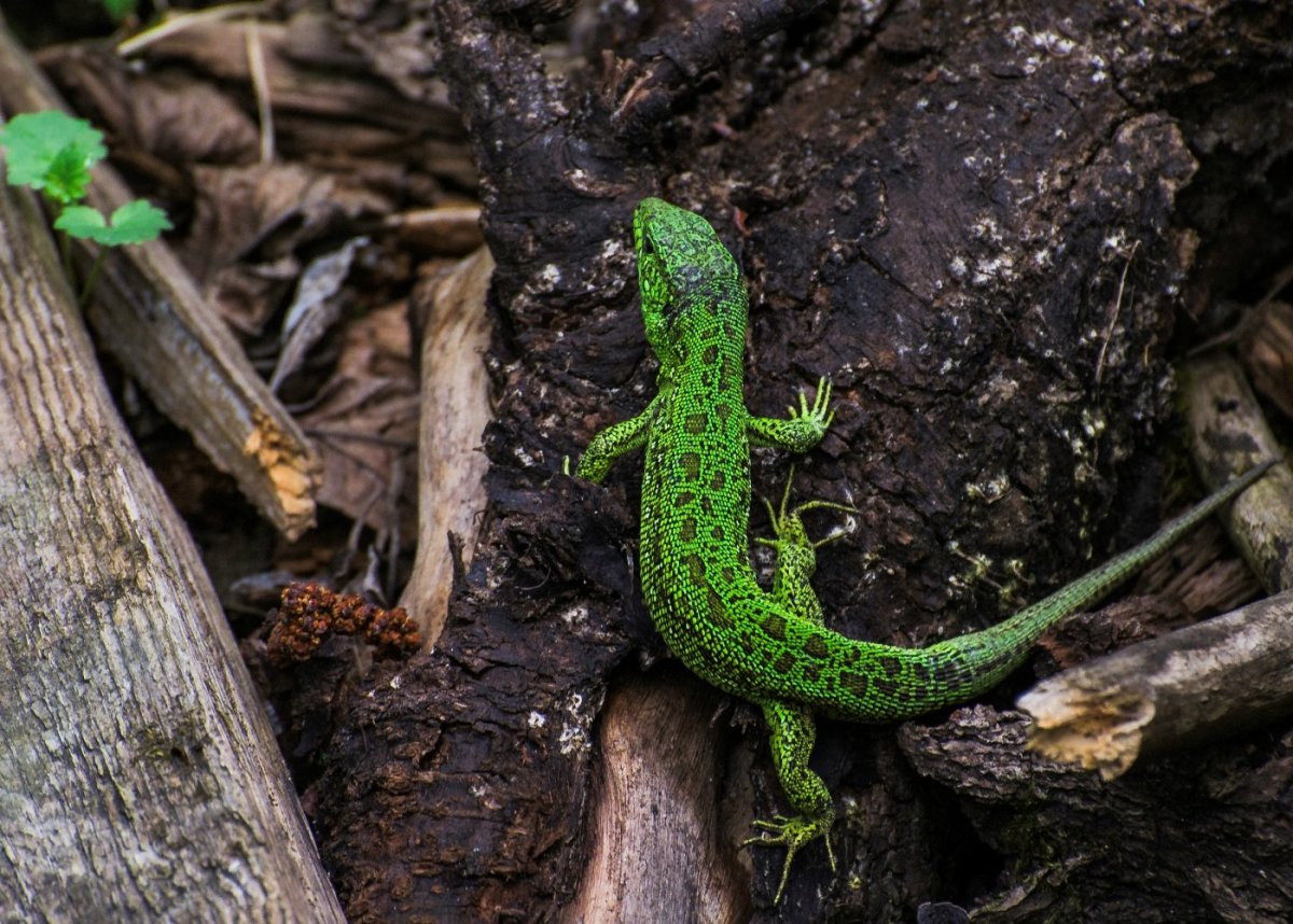 Прыткая ящерица самец