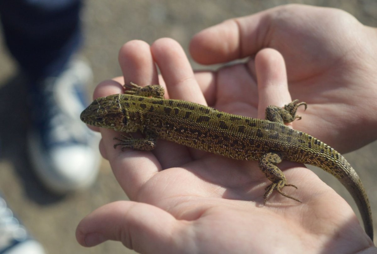 Ящерица Харагуанский сферо