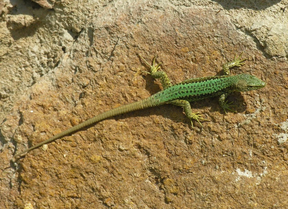 Кавказская прыткая ящерица