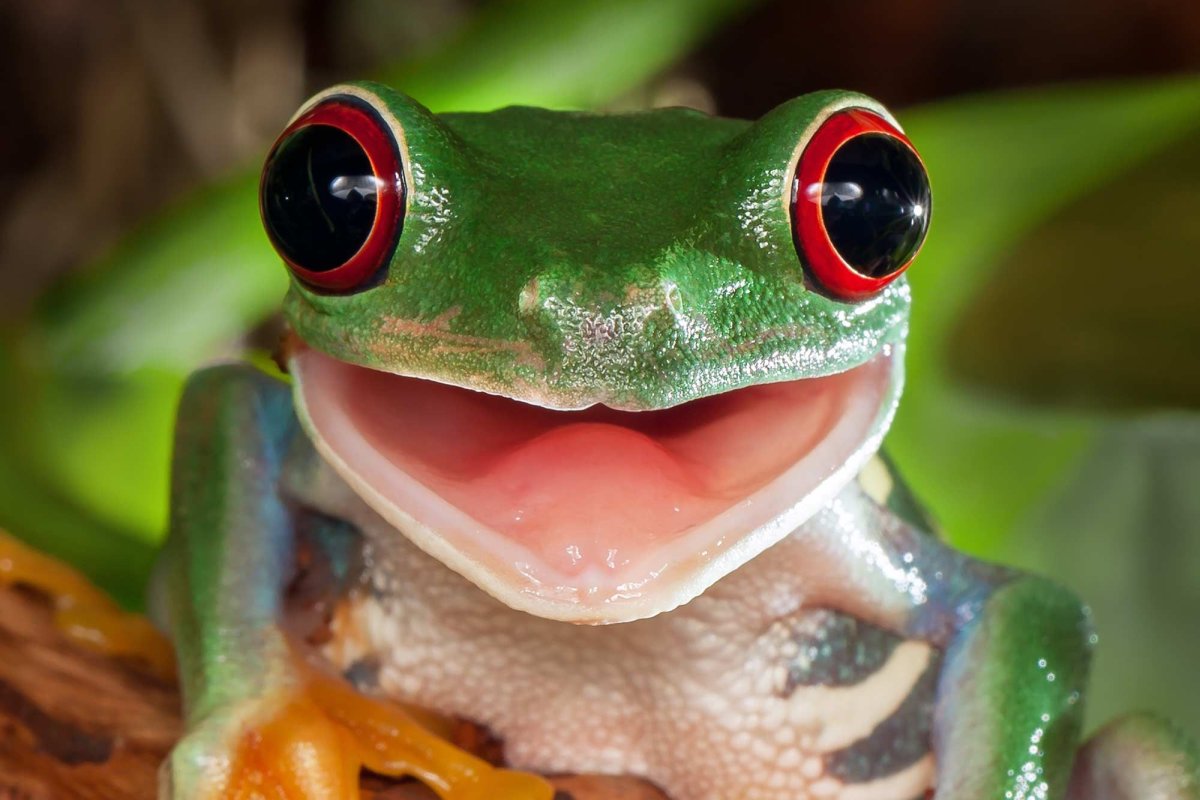 Зелёная лягушка с ухмылкой