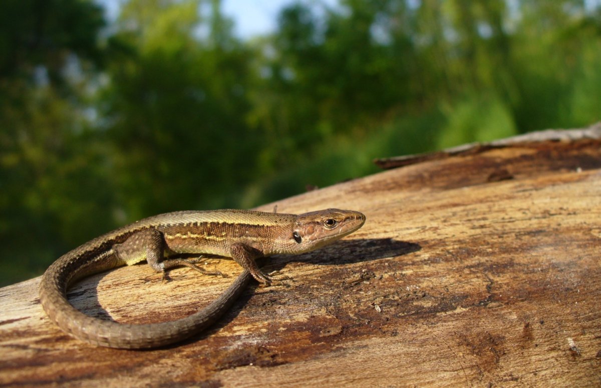 Ящерица Луговая (Lacerta praticola)