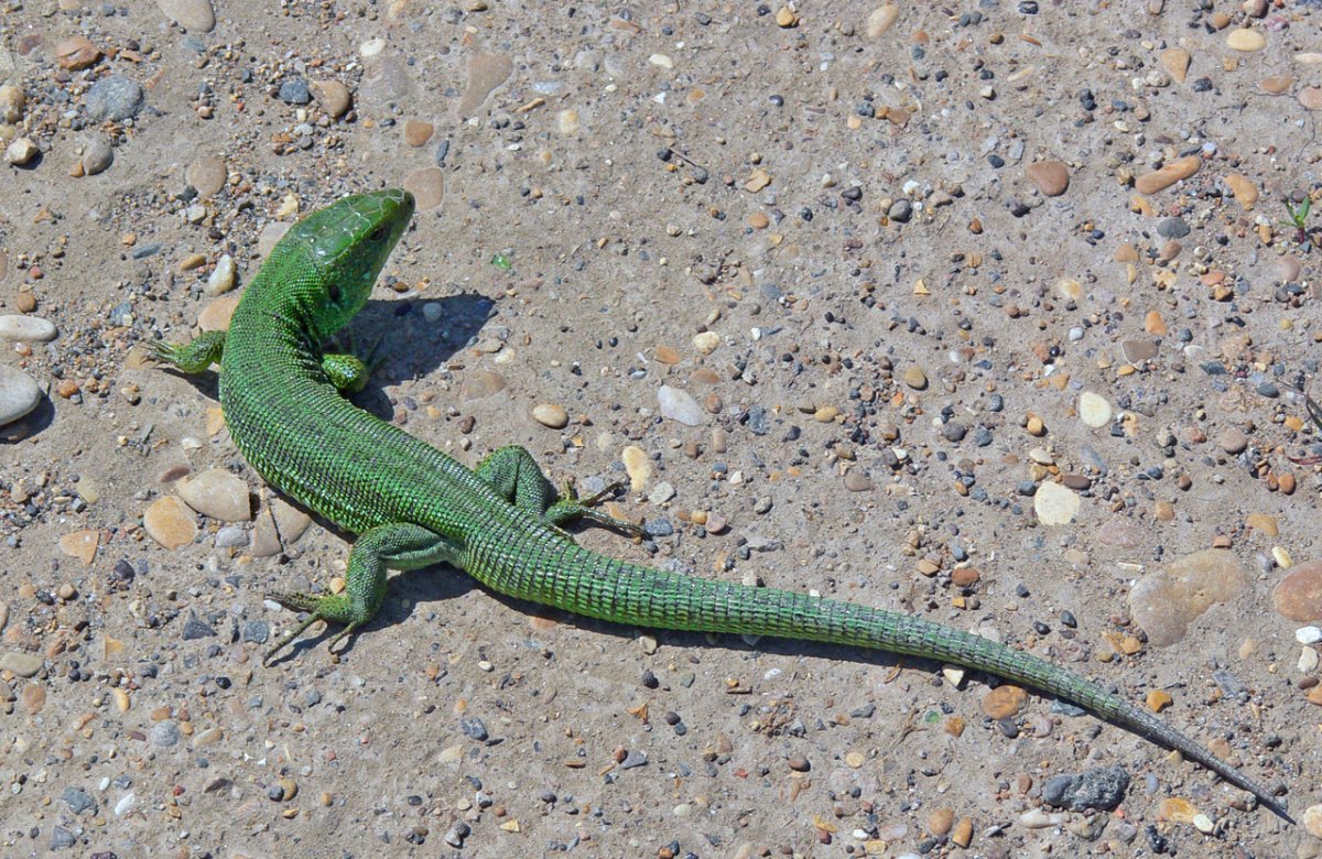 Ящерица прыткая Краснодар