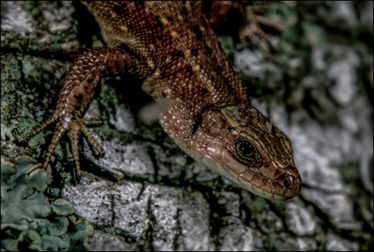 Живородящая ящерица меланист
