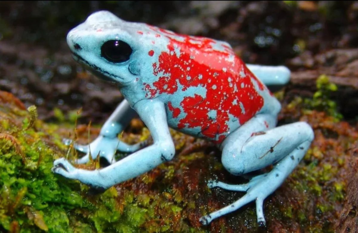 Лягушка древолаз квакша