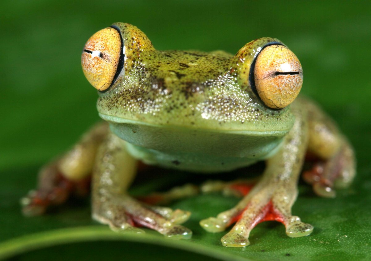 Лягушка и ящерица