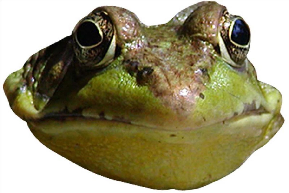 Лицо лягушки