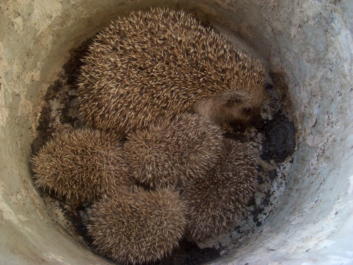 Нора ежа зимой