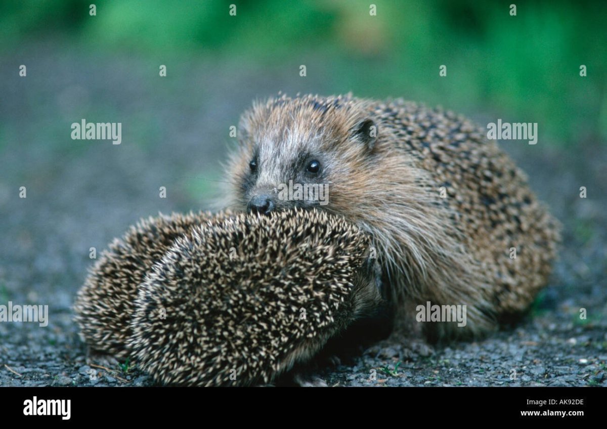 Ёж на Урале