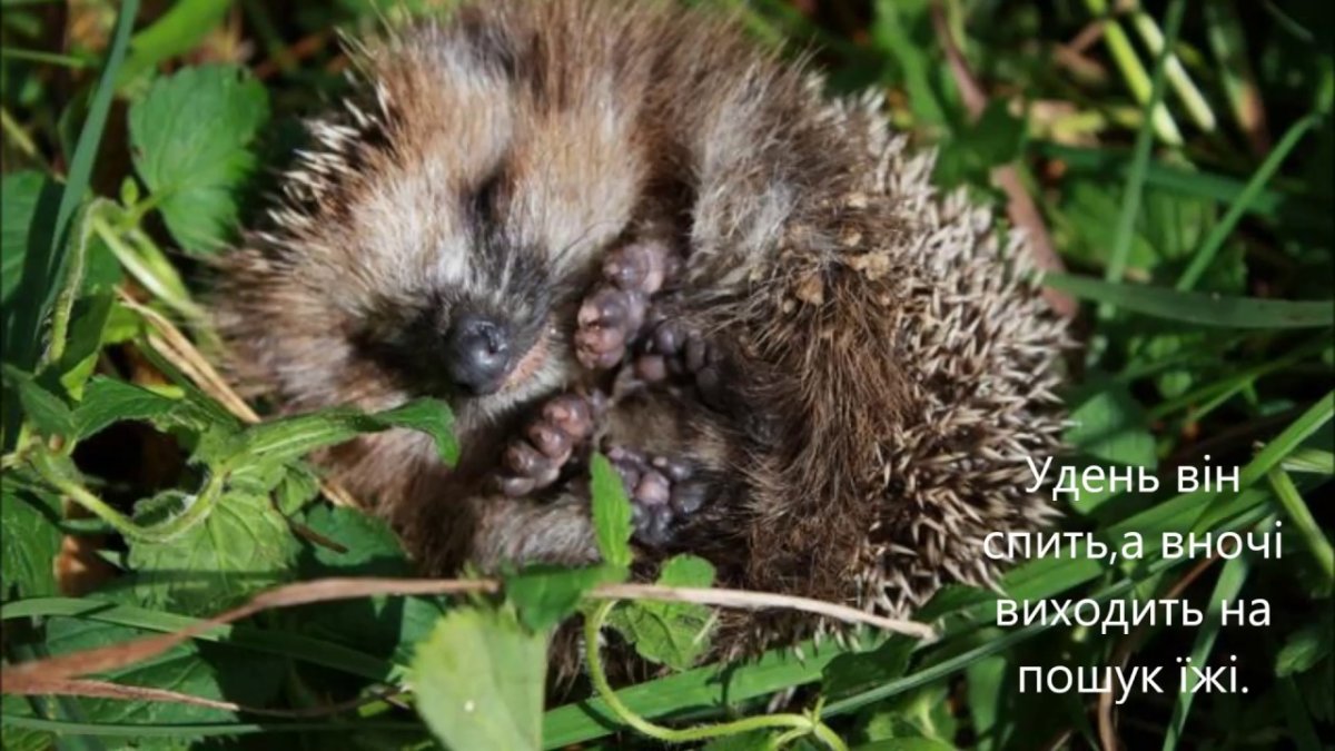 Животные впадающие в оцепенение еж