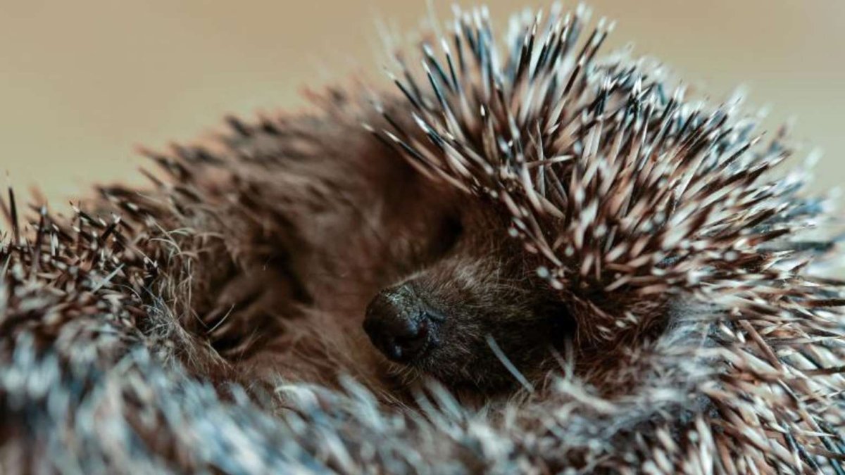 Сонный Ежик