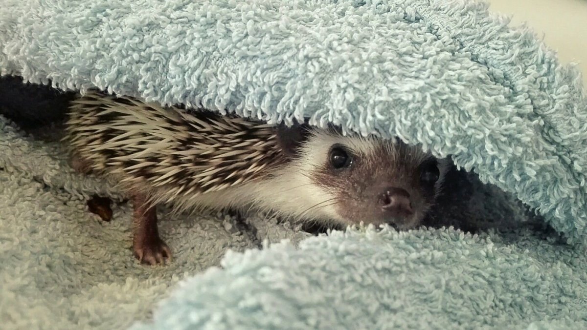 Ёжики милашки спят