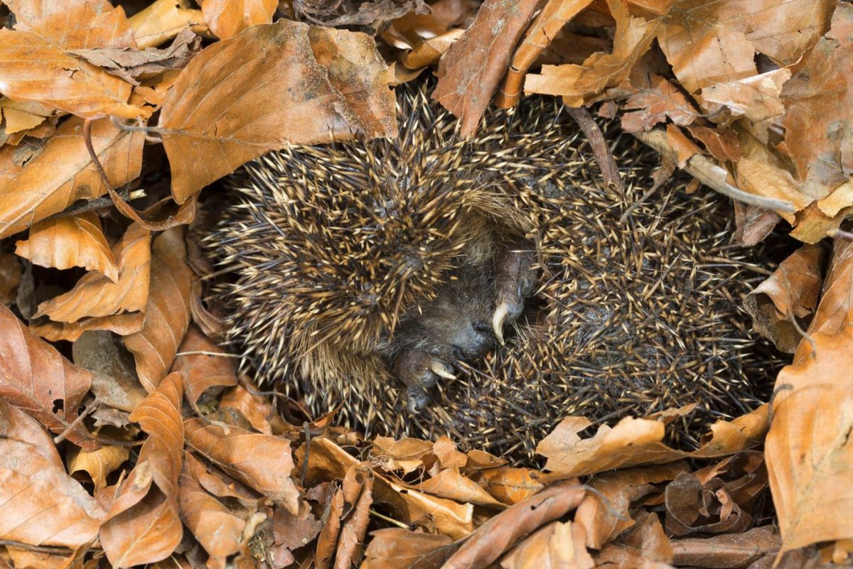 Даурский еж в спячке