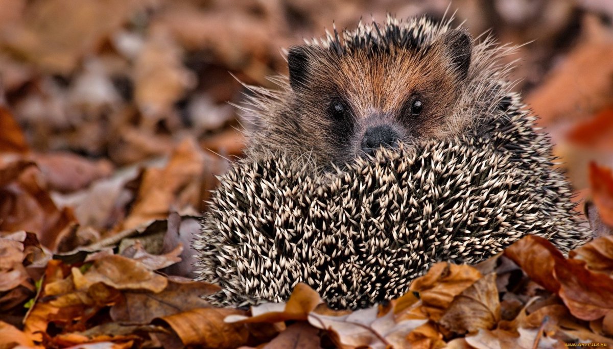 Колючки ежа