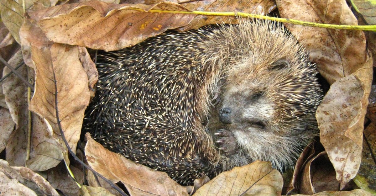 Ежик в осеннем лесу