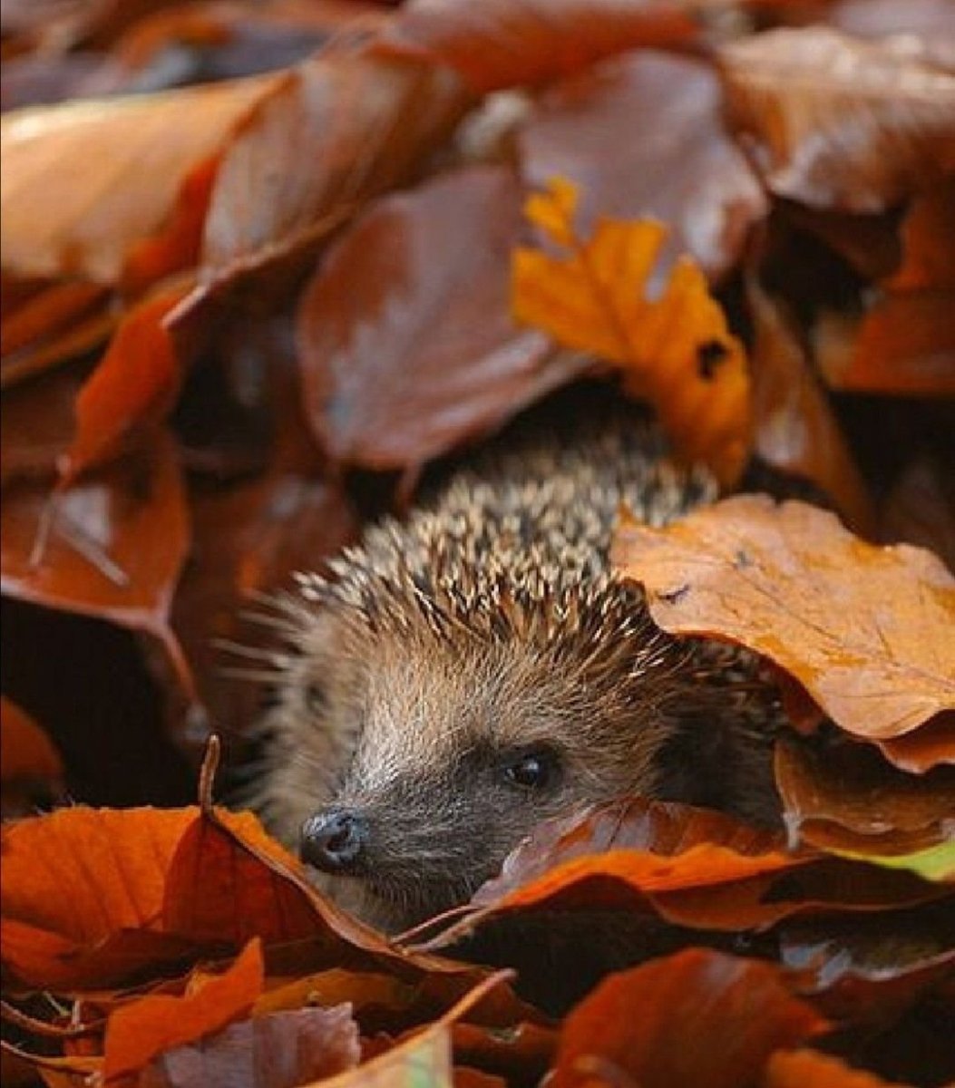 Радостного дня