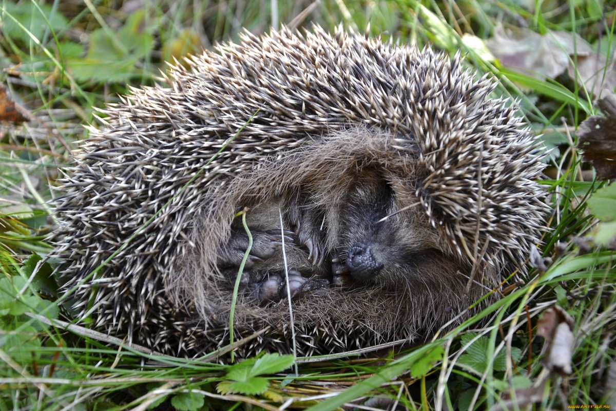 Еж в парке Москвы