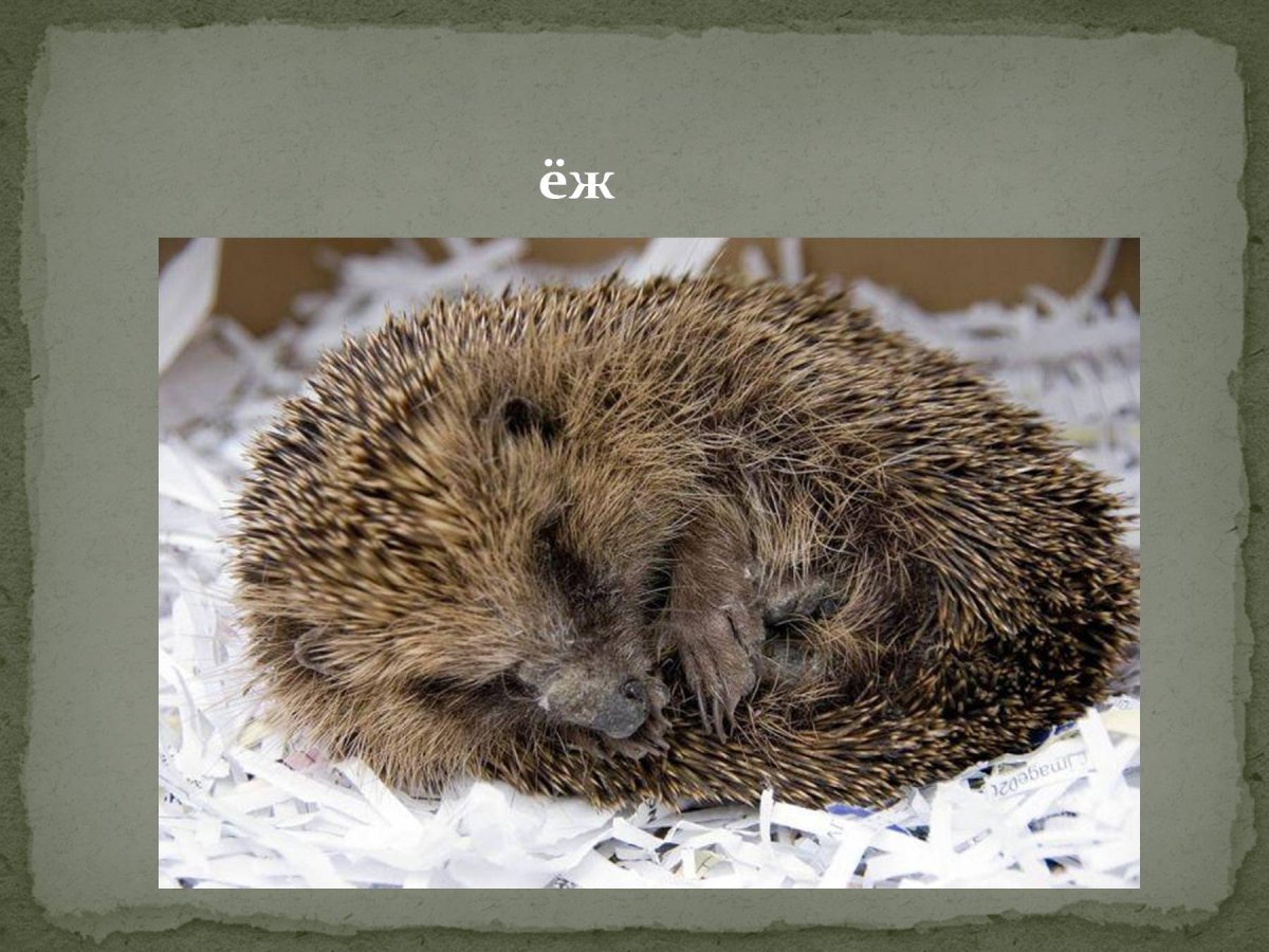 Еж зимой